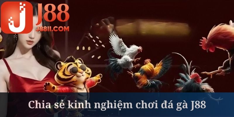 Tại đá gà J88, việc nghiên cứu chiến kê là kinh nghiệm quan trọng số 1